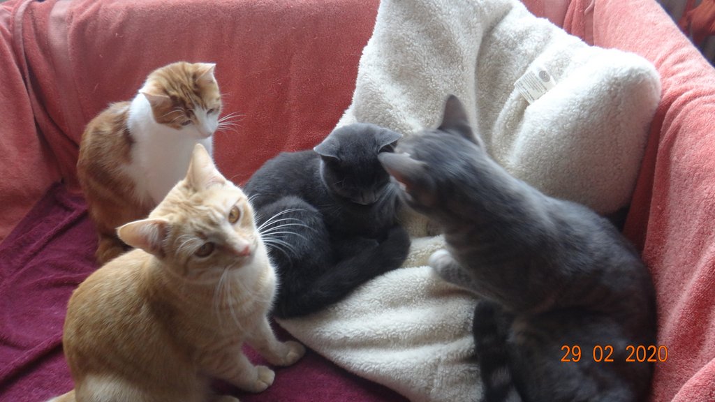 Katzenpension im Zürcher Weinland : Innenraum,Katzenpension,Katzenheim,Katzenferien,Katzenhotel,Tierheim,Wyland,Ossingen,Winterthur,Frauenfeld,Schaffhausen,Stein am Rhein,Henggert,Neunforn,Wilen,Kanton,Zürich,Thurgau,Dachsen,Uhwiesen,Oerlingen,Andelfingen,Neftenbach,Flach,
