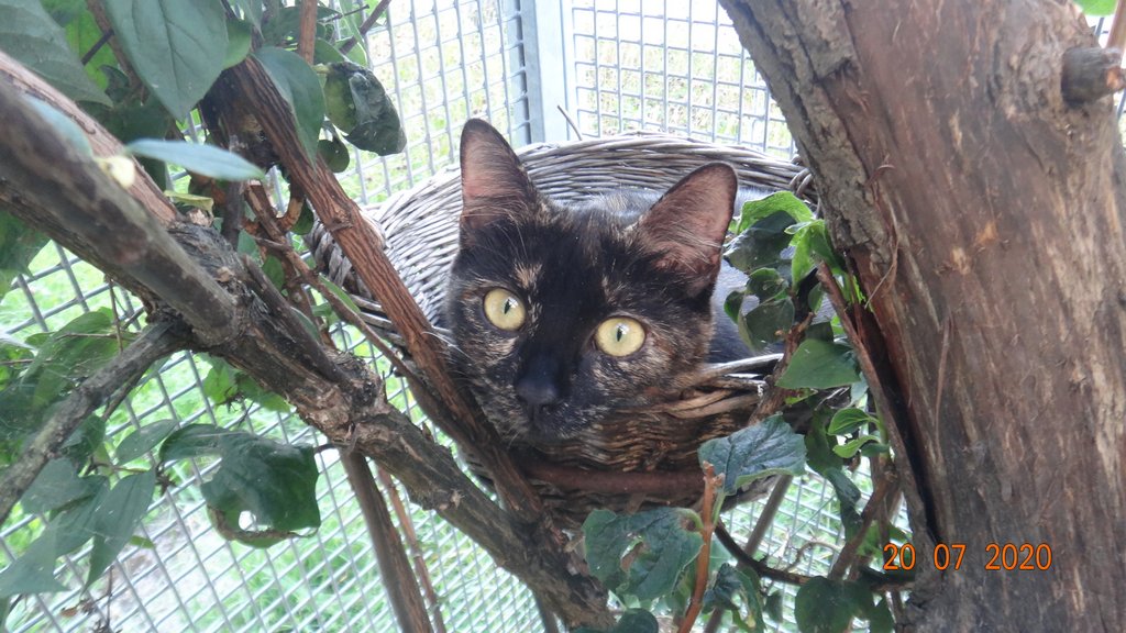 Katzenpension im Zürcher Weinland : Katzen,Katzenpension,Tierpension,Tierheim,Monika,Flückiger,Katzenheim,Pfötli,Pfötlipension,Ferienkatzen,Ferienplatz,Katzenferien,Ferien,Ossingen,Neunforn,Neftenbach,Pfungen,Uhwiesen,Flach,Winterthur,Schaffhausen,Katze,Zürich,Umgebung,Frauenfeld