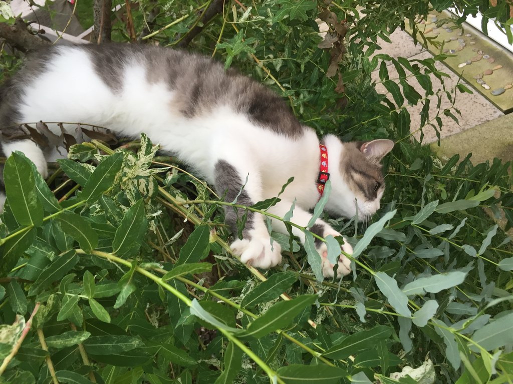 Katzenpension im Zürcher Weinland : Aussengehege,Katzenpension,Katzenheim,Katzenferien,Katzenhotel,Tierheim,Wyland,Ossingen,Winterthur,Frauenfeld,Schaffhausen,Stein am Rhein,Henggert,Neunforn,Wilen,Kanton,Zürich,Thurgau,Dachsen,Uhwiesen,Oerlingen,Andelfingen,Neftenbach,Flach,